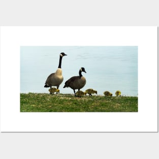 Mother and Father Canada Goose and Their Goslings Posters and Art